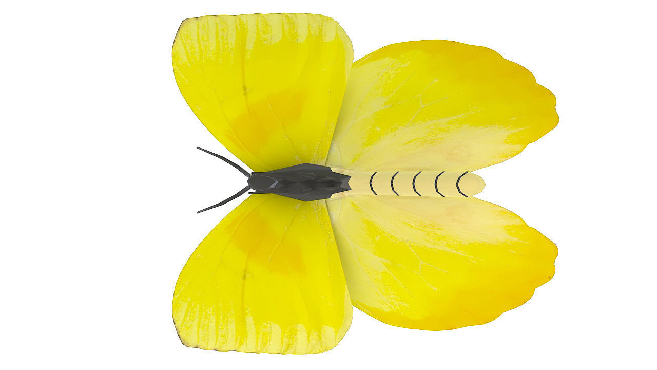 Yellow butterfly 3D model_3