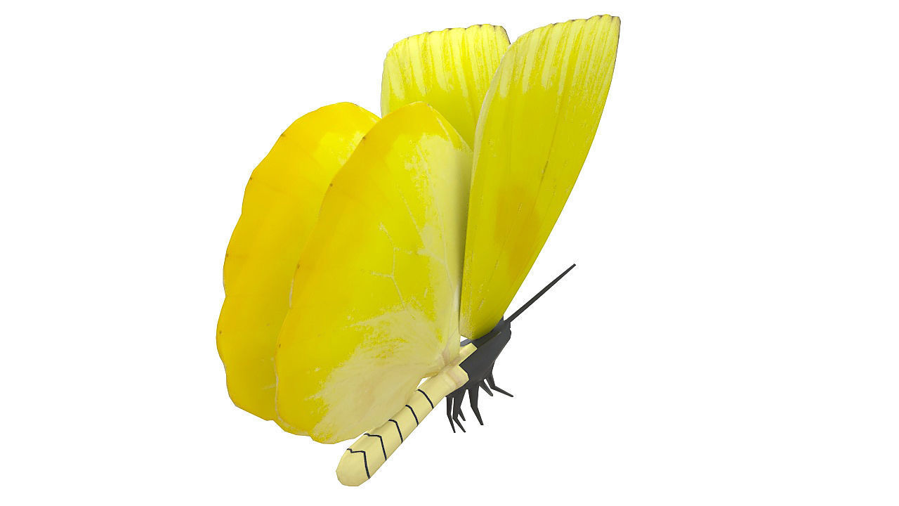 Yellow butterfly 3D model_6