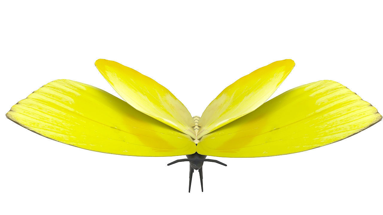 Yellow butterfly 3D model_2