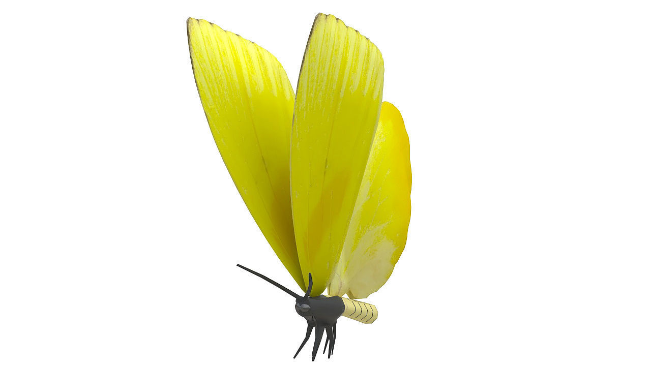 Yellow butterfly 3D model_8