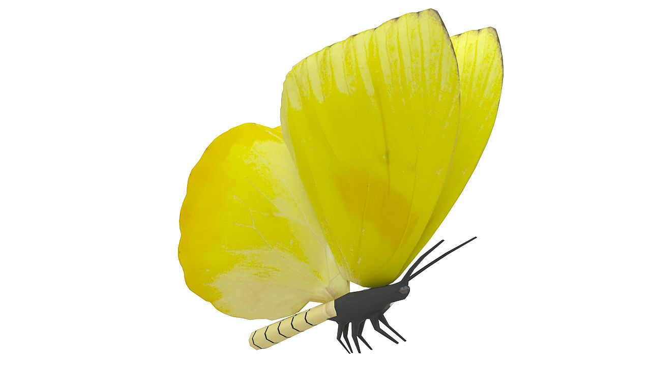 Yellow butterfly 3D model_7