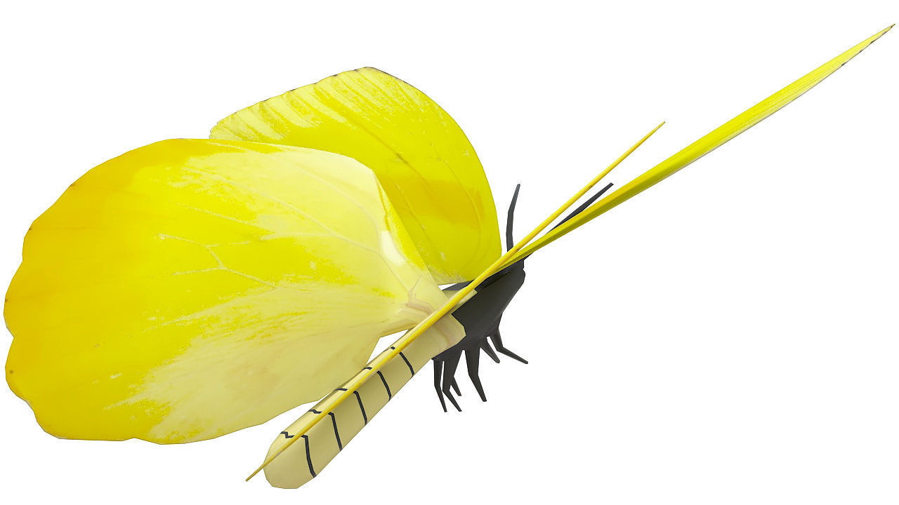 Yellow butterfly 3D model_5