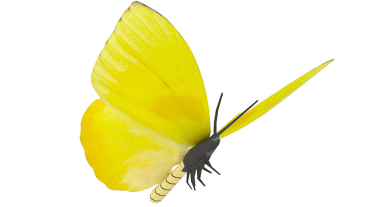 Yellow butterfly 3D model_1