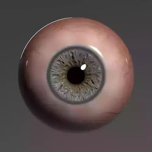 Realistic Eye human 3D model