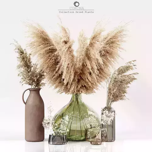 Collection dried plants