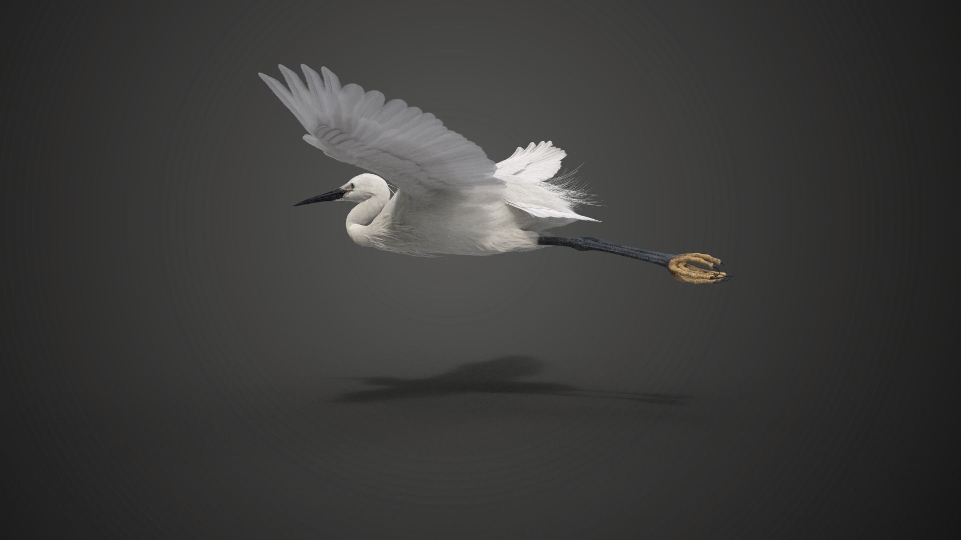 Egret Animated VFX Grace 3D model_11