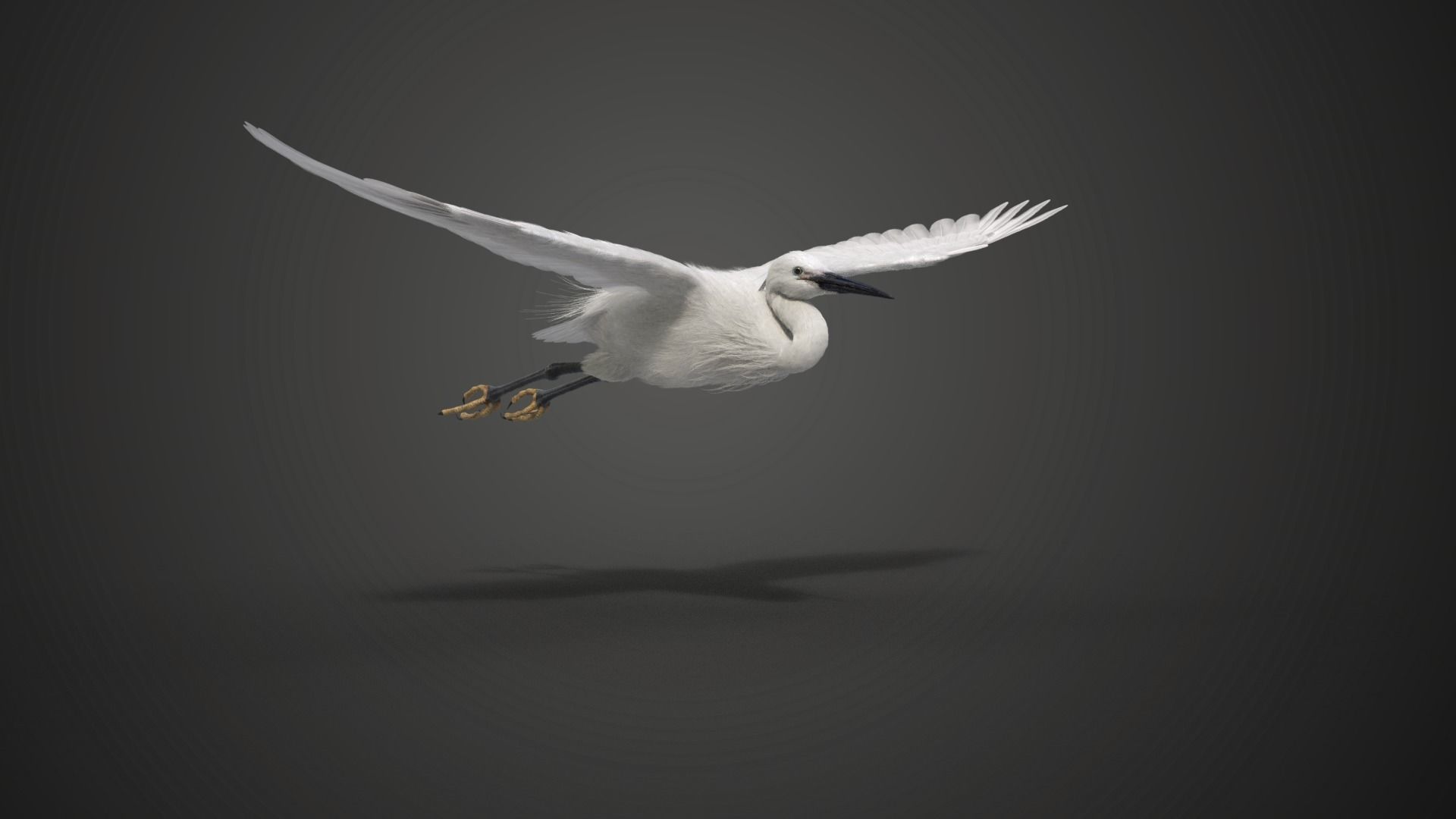 Egret Animated VFX Grace 3D model_8