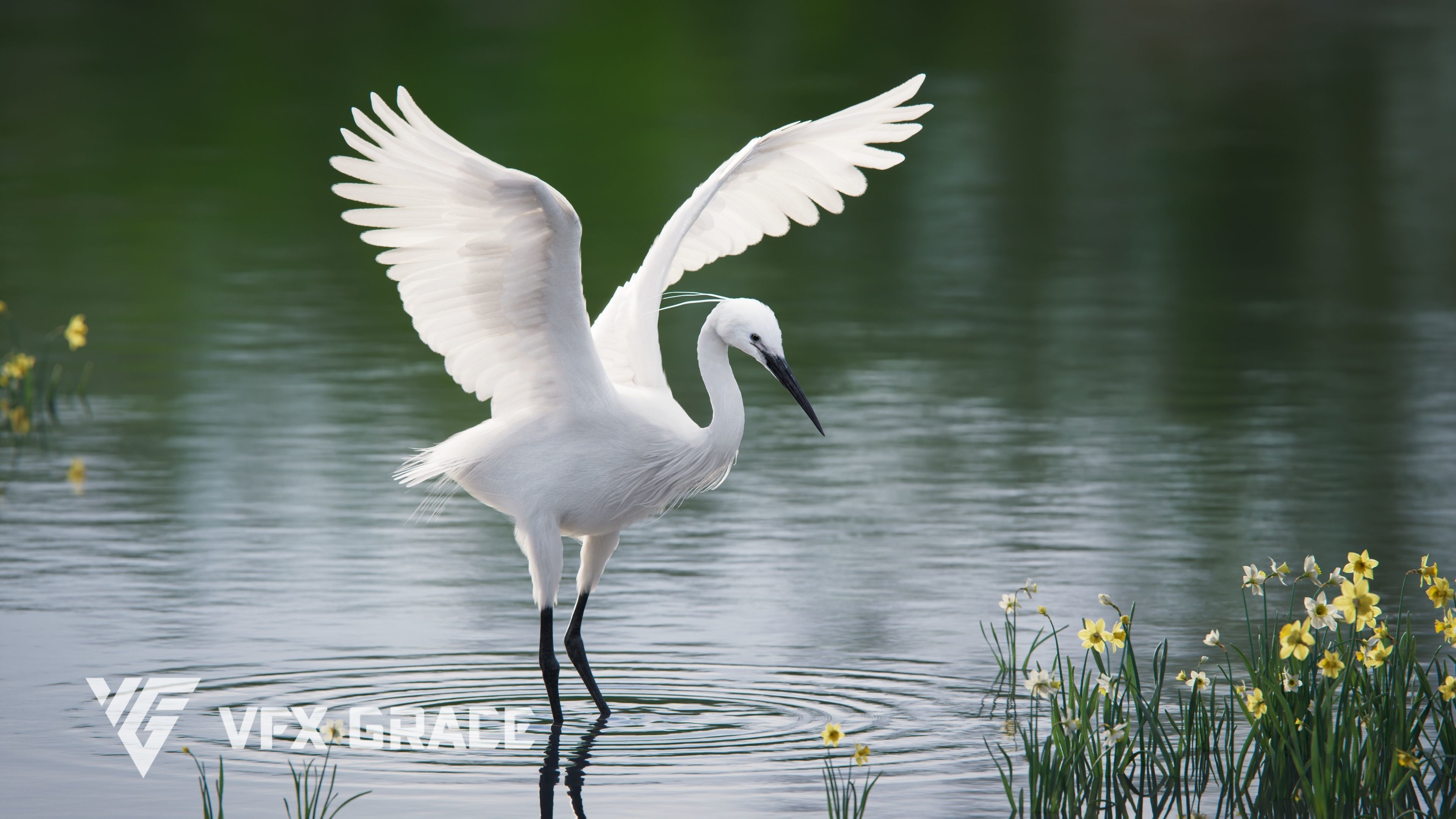 Egret Animated VFX Grace 3D model_3