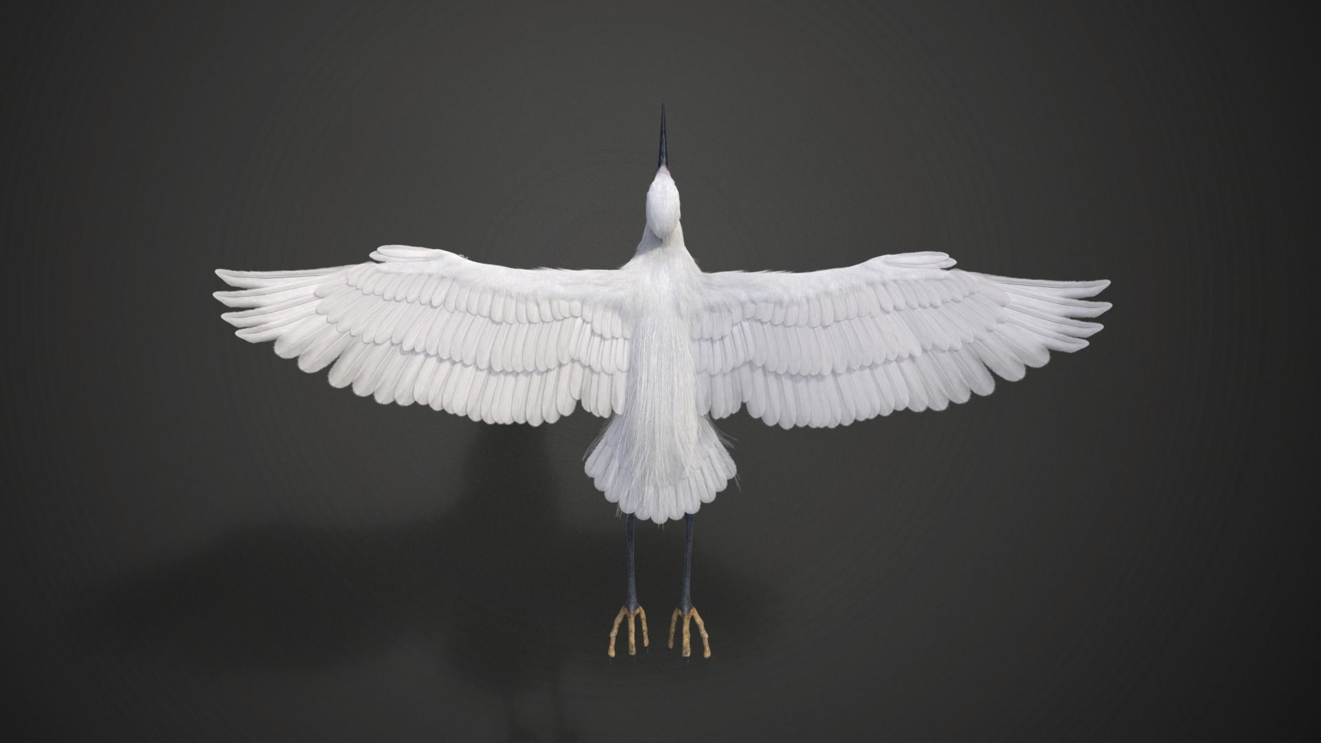Egret Animated VFX Grace 3D model_13