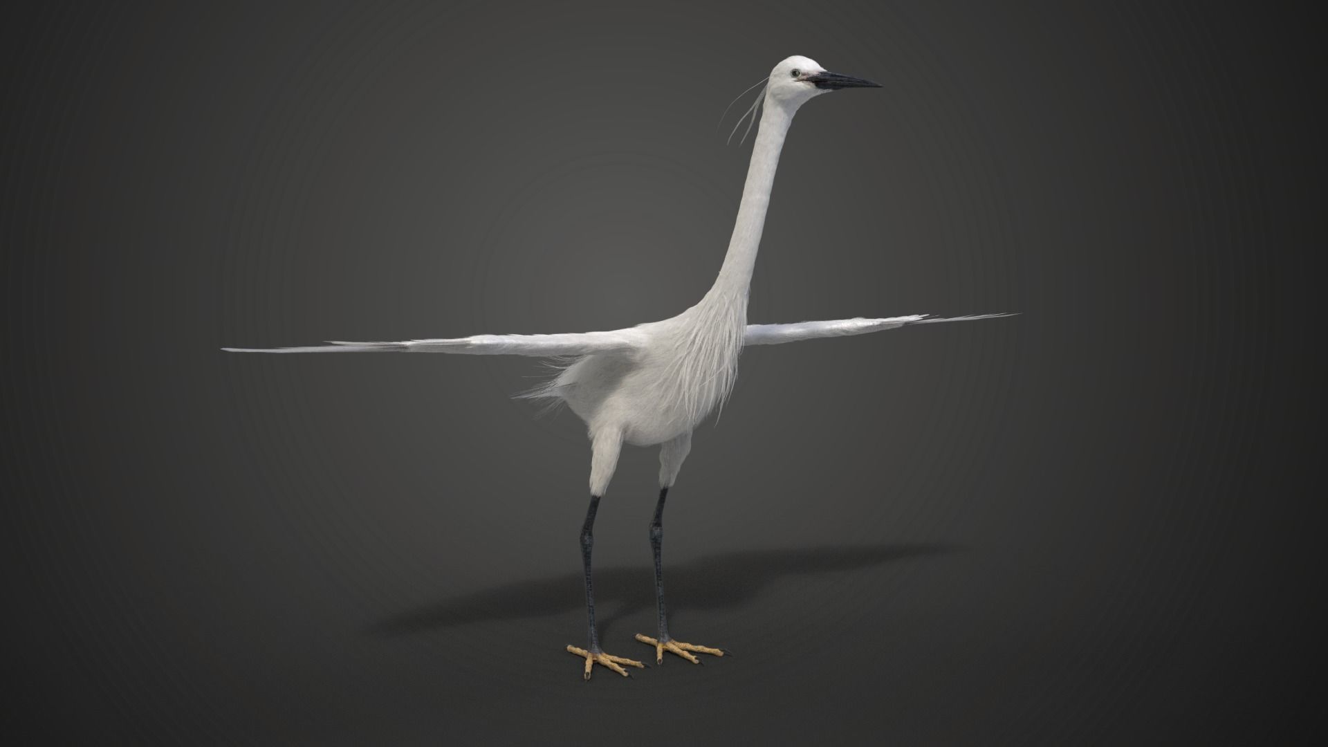 Egret Animated VFX Grace 3D model_17