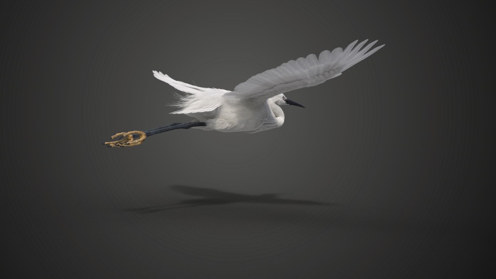 Egret Animated VFX Grace 3D model_9