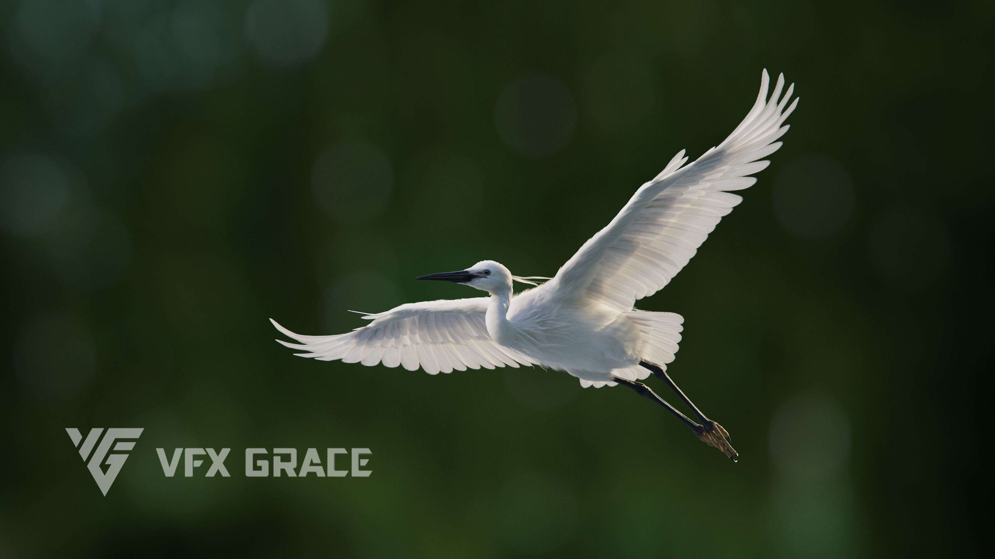 Egret Animated VFX Grace 3D model_5