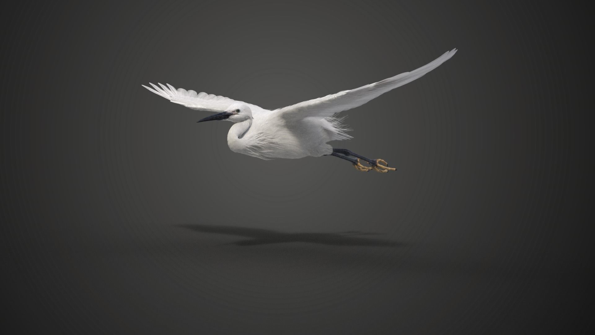 Egret Animated VFX Grace 3D model_12