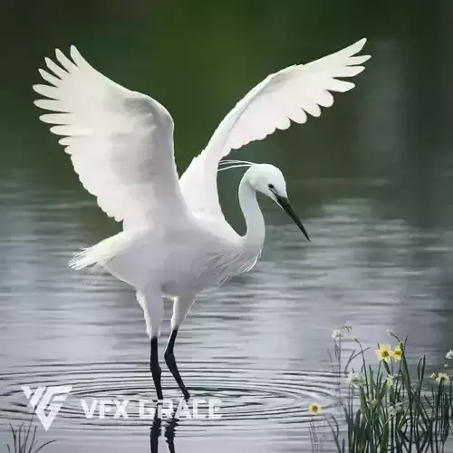 Egret Animated VFX Grace 3D model