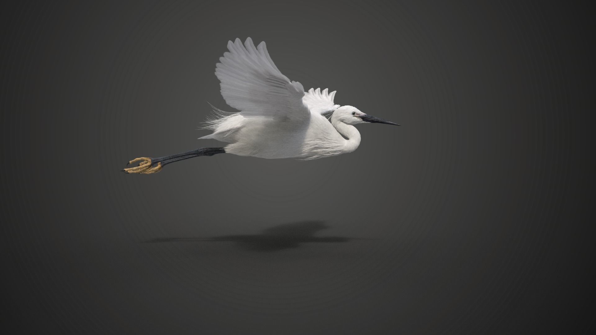 Egret Animated VFX Grace 3D model_7