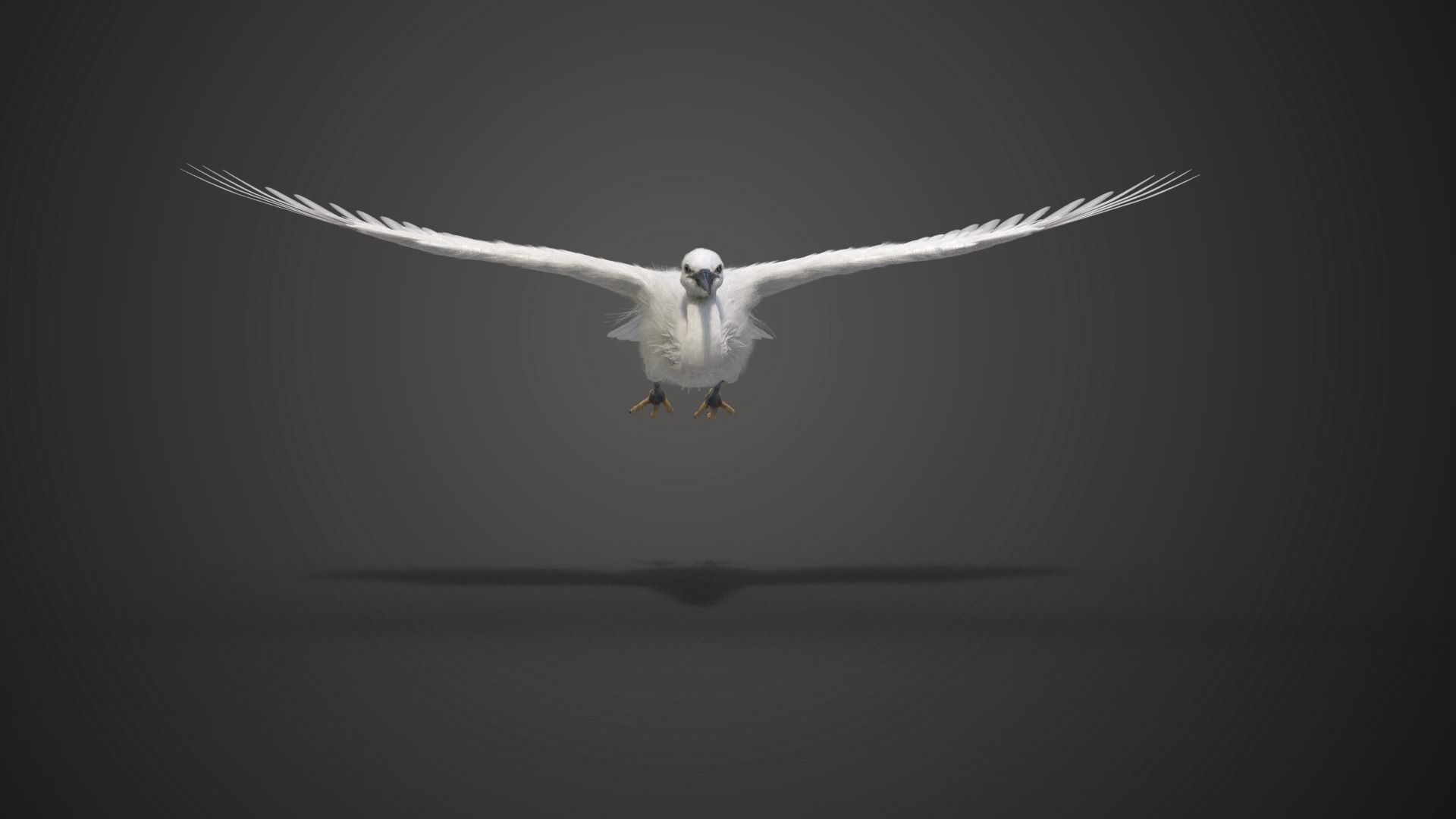 Egret Animated VFX Grace 3D model_10