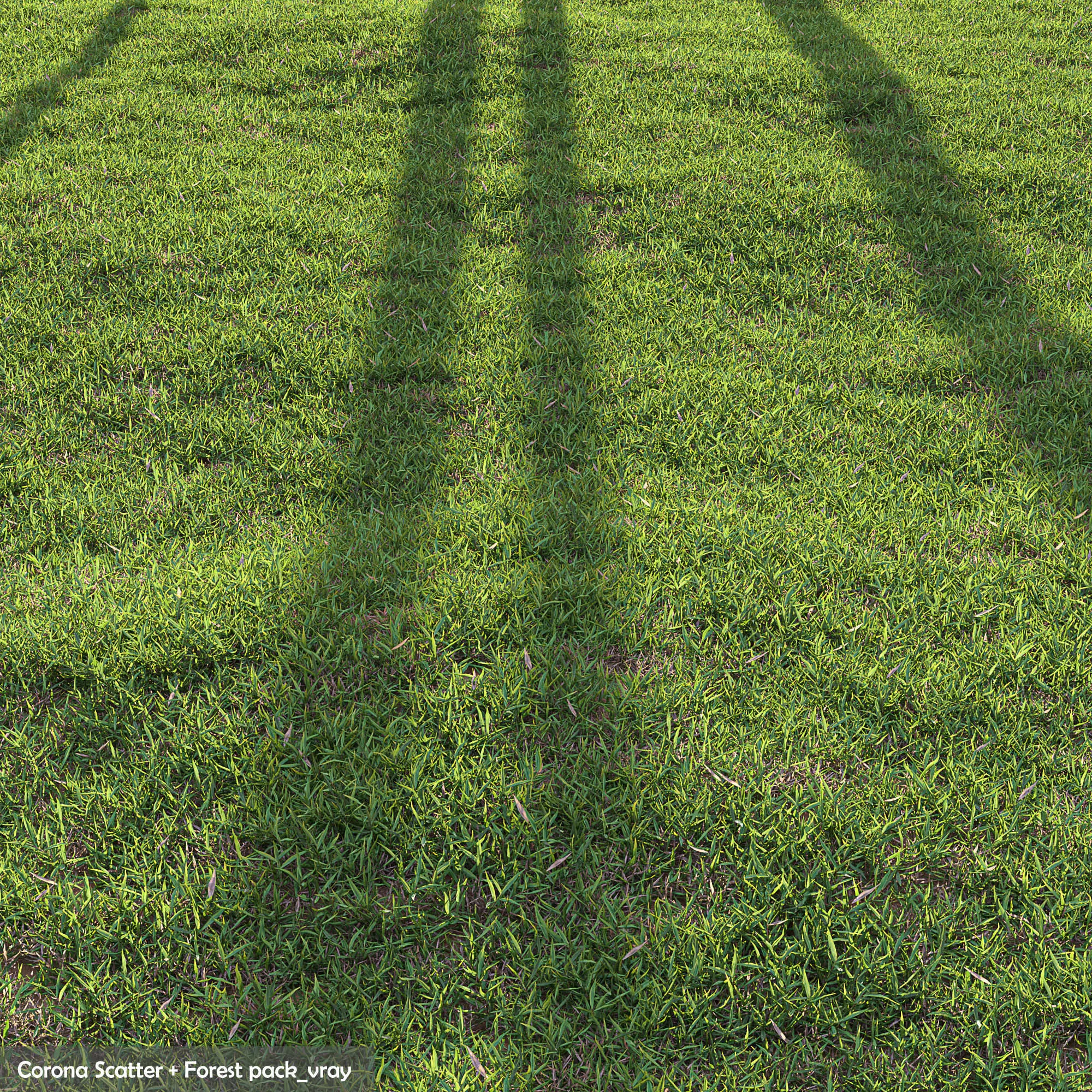 Bermuda grass 3D model