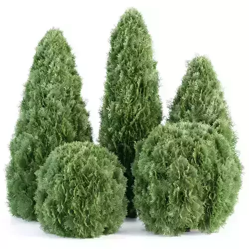 Thuja Smaragd Collection vol 138 3D model