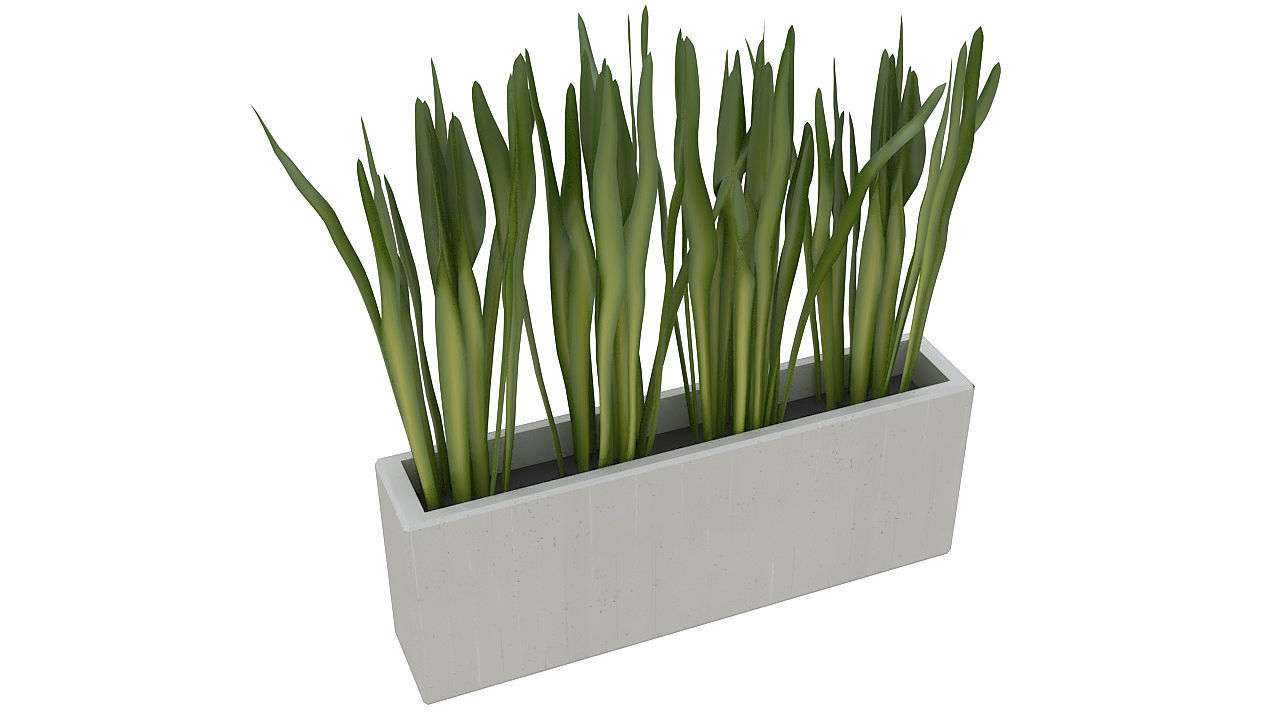 Concrete planter with long leaves 3D model_4