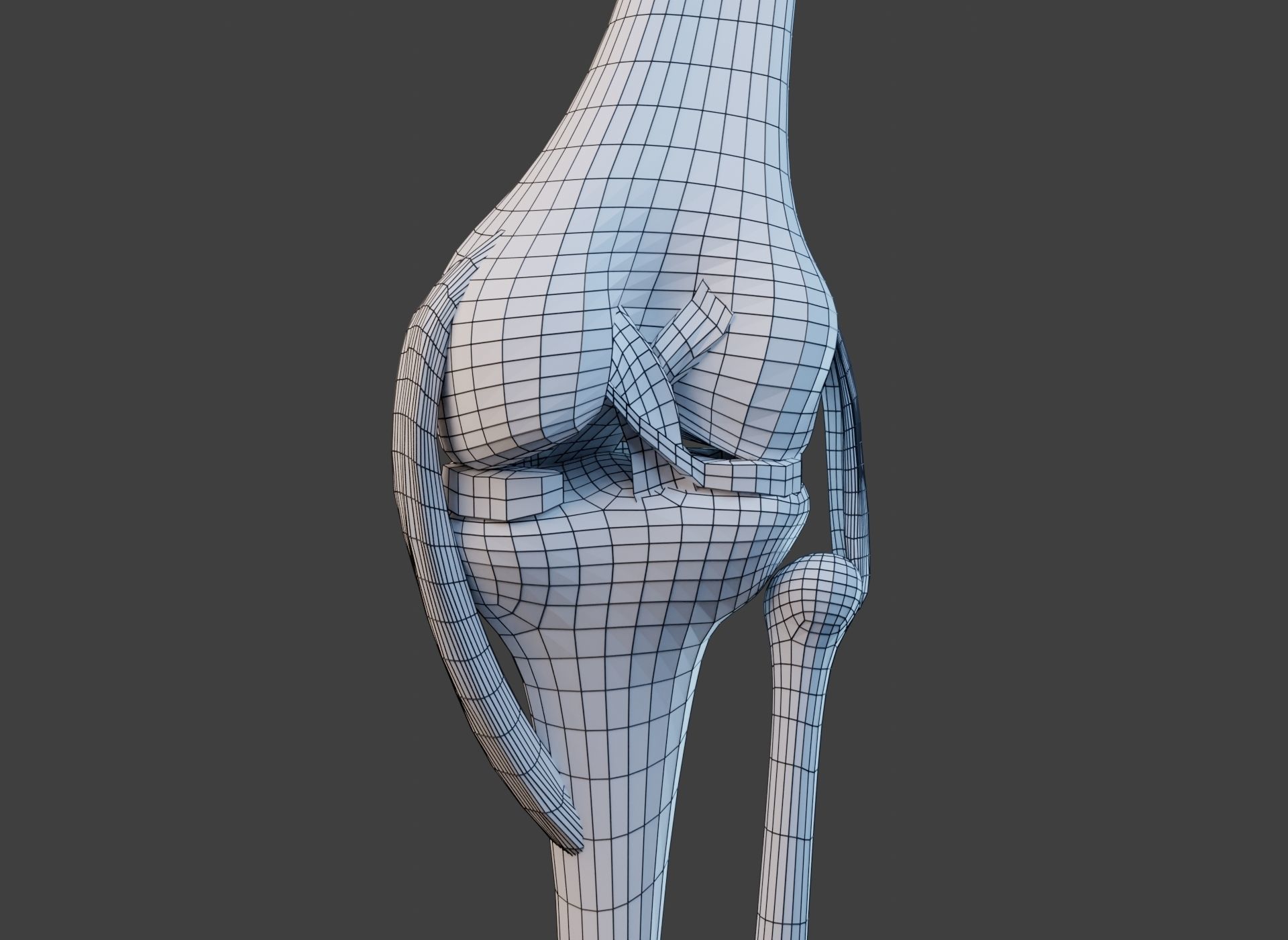 Knee Joint Ligaments Low-poly 3D model_23