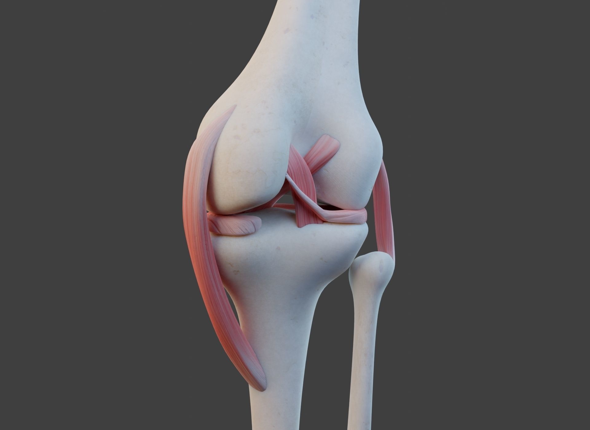 Knee Joint Ligaments Low-poly 3D model_9