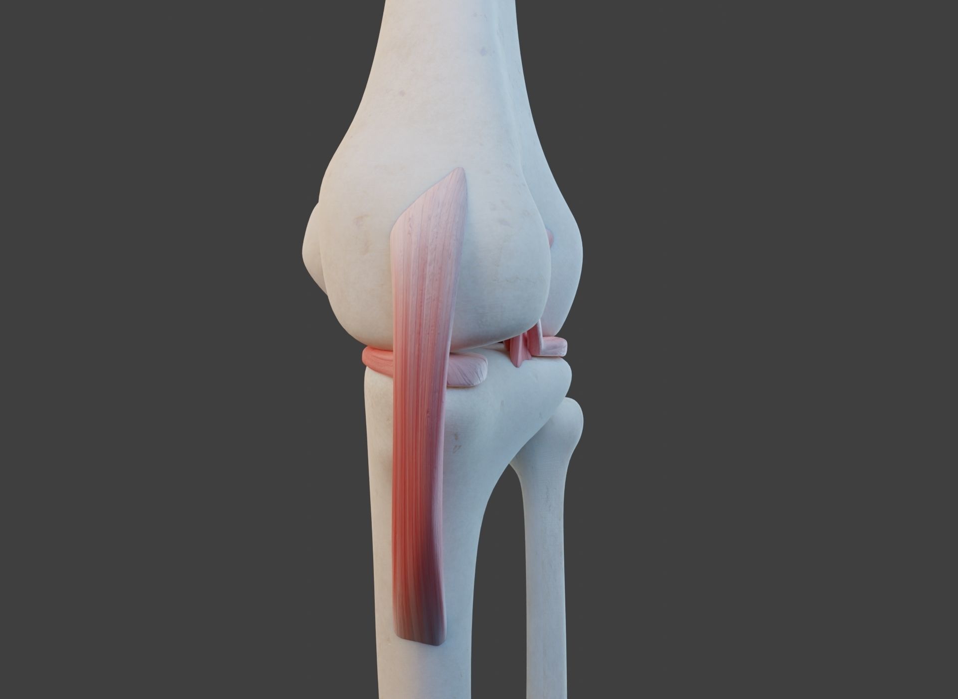 Knee Joint Ligaments Low-poly 3D model_11