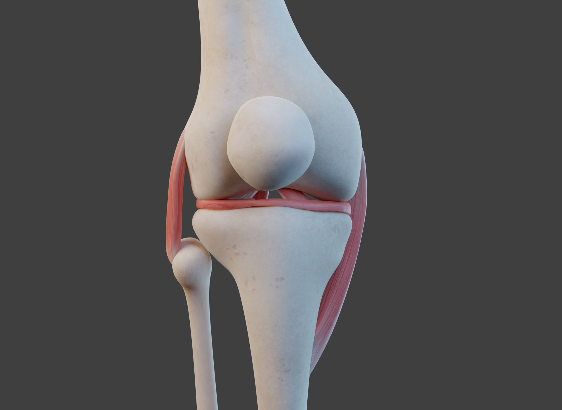 Knee Joint Ligaments Low-poly 3D model_16