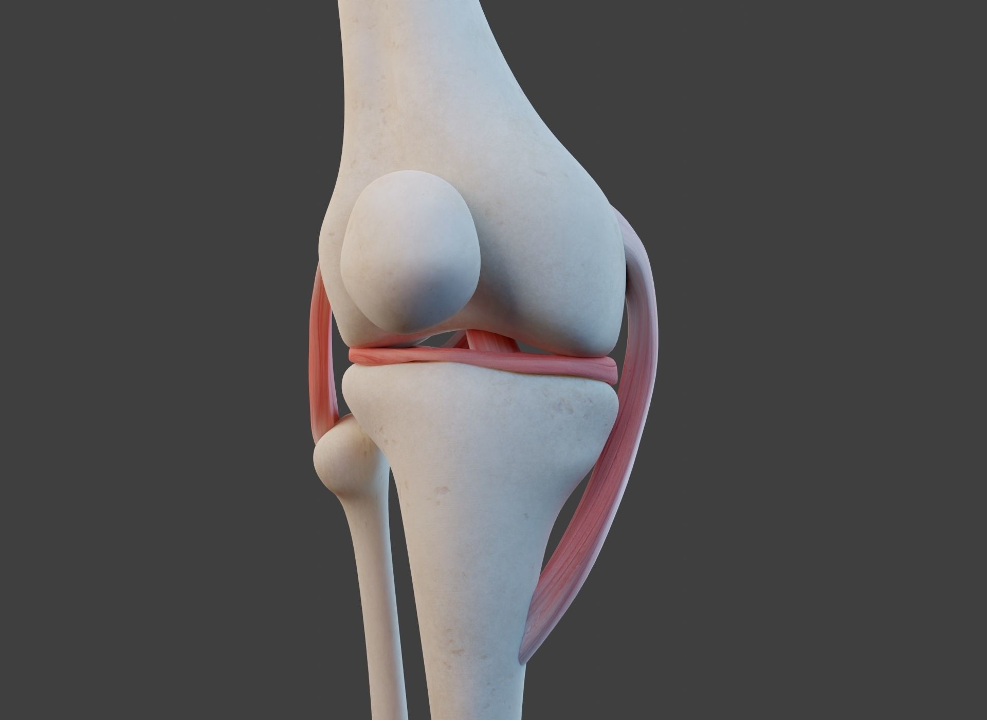 Knee Joint Ligaments Low-poly 3D model_15