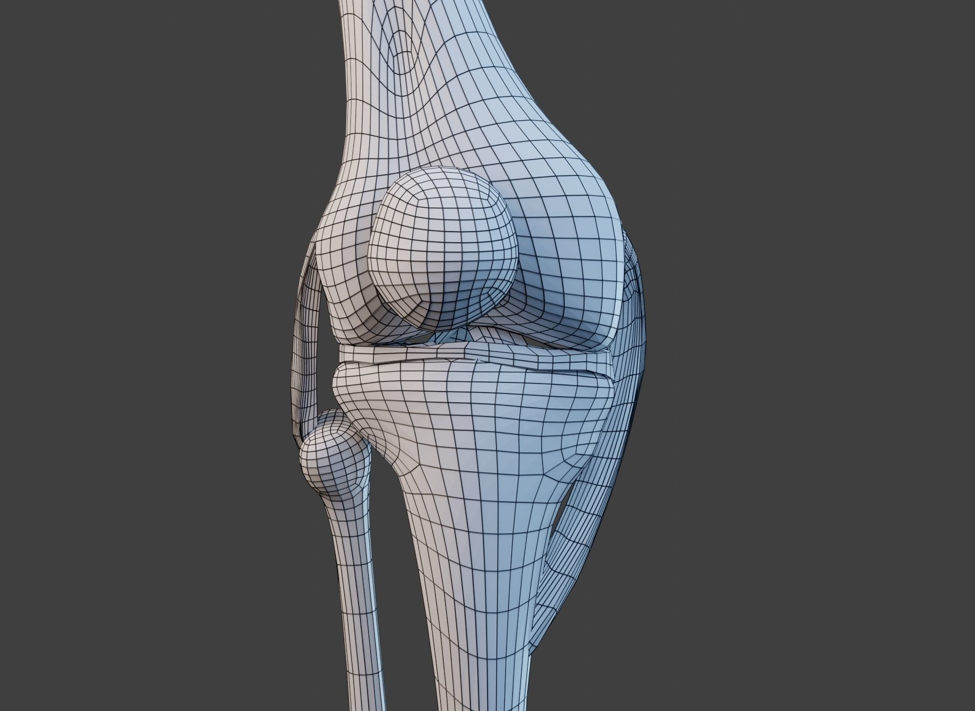 Knee Joint Ligaments Low-poly 3D model_30
