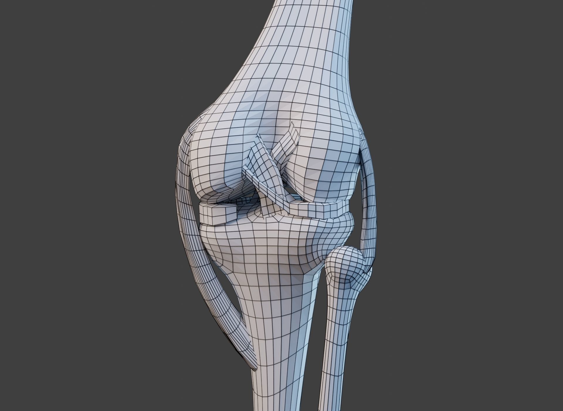 Knee Joint Ligaments Low-poly 3D model_22