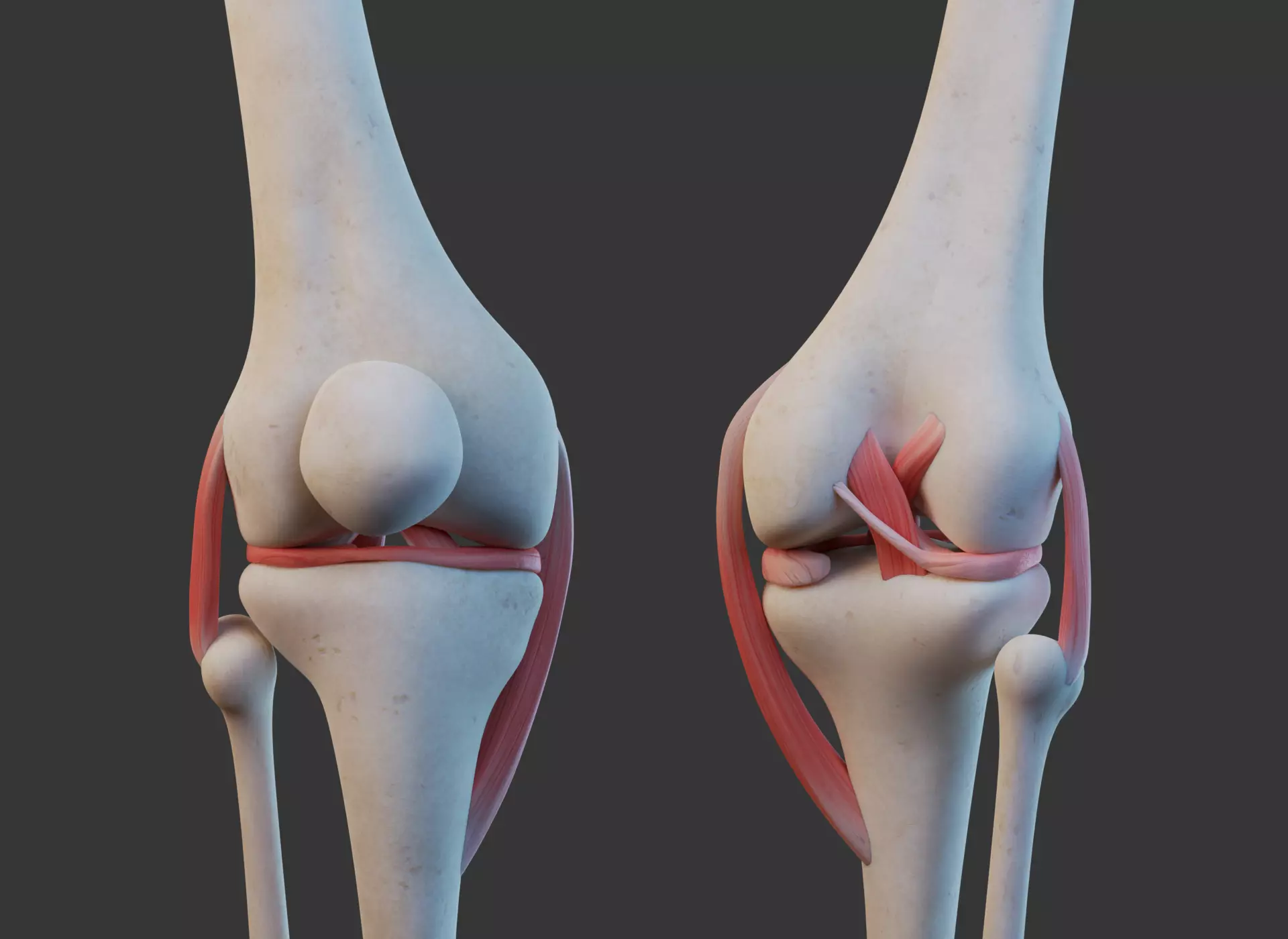 Knee Joint Ligaments Low-poly 3D model_0