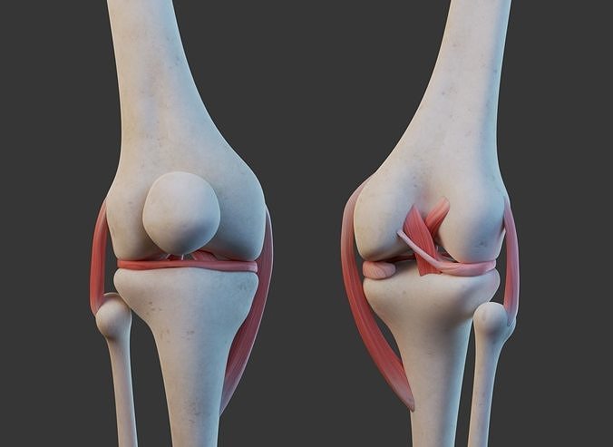 Knee Joint Ligaments Low-poly 3D model