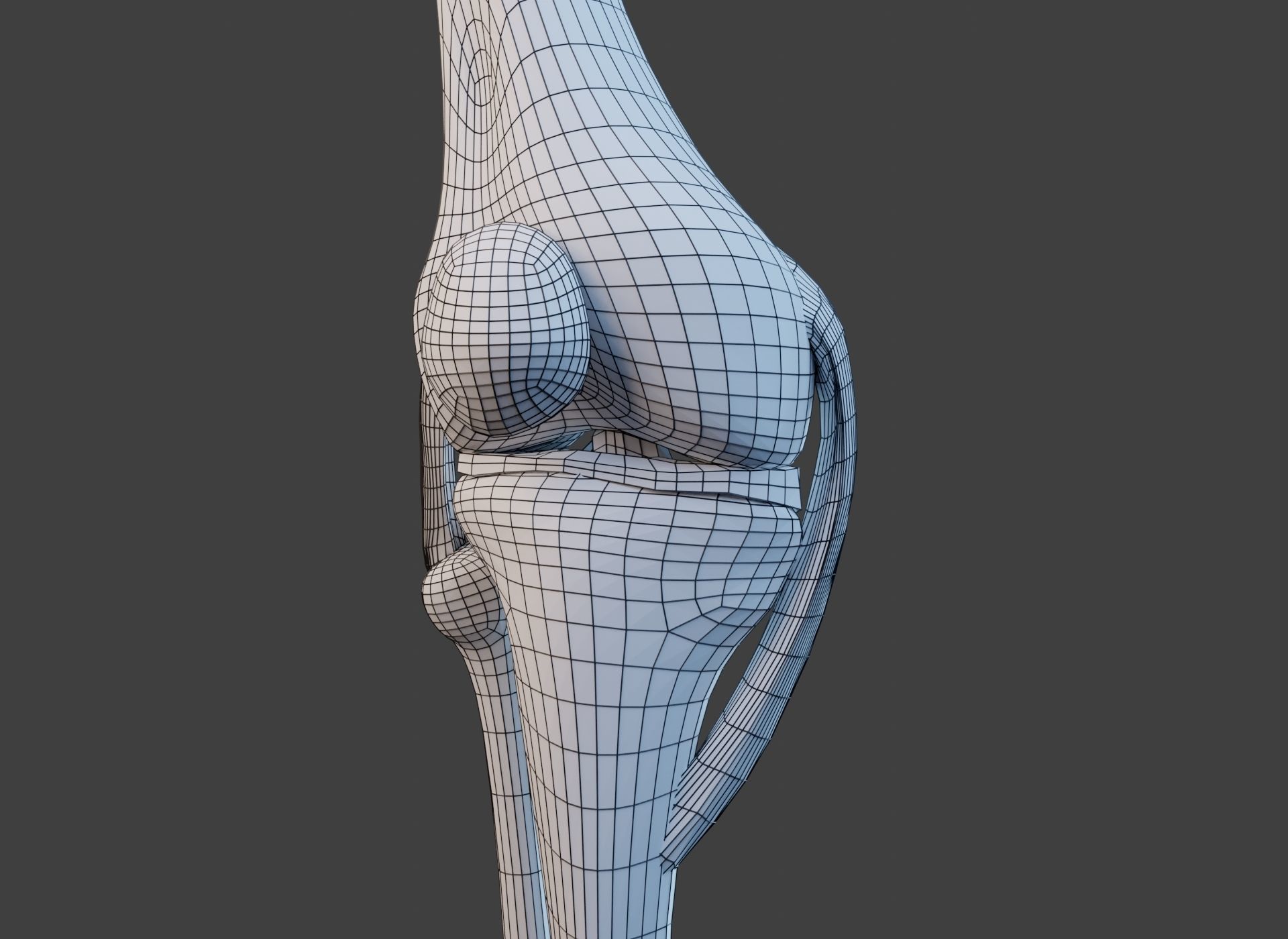 Knee Joint Ligaments Low-poly 3D model_29