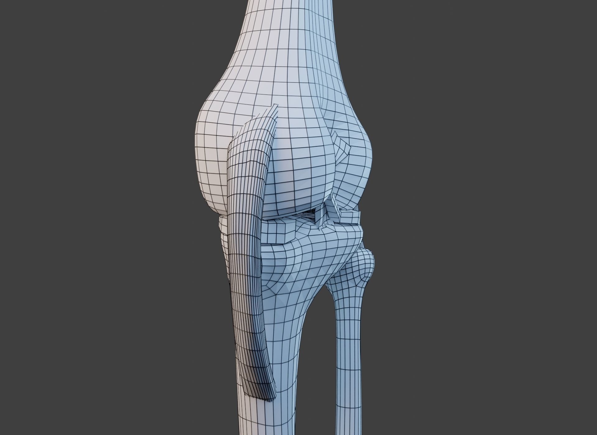 Knee Joint Ligaments Low-poly 3D model_25