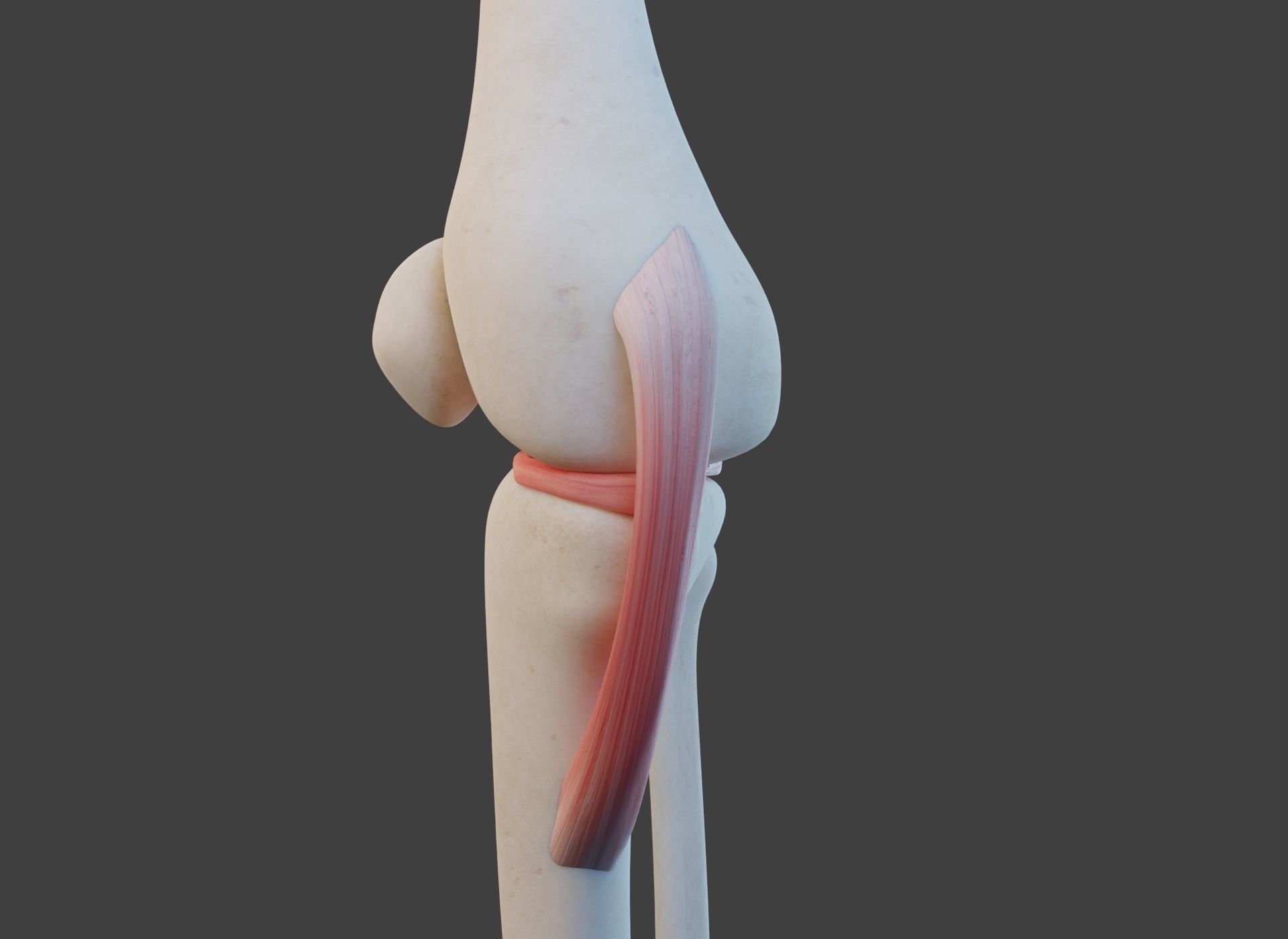 Knee Joint Ligaments Low-poly 3D model_12