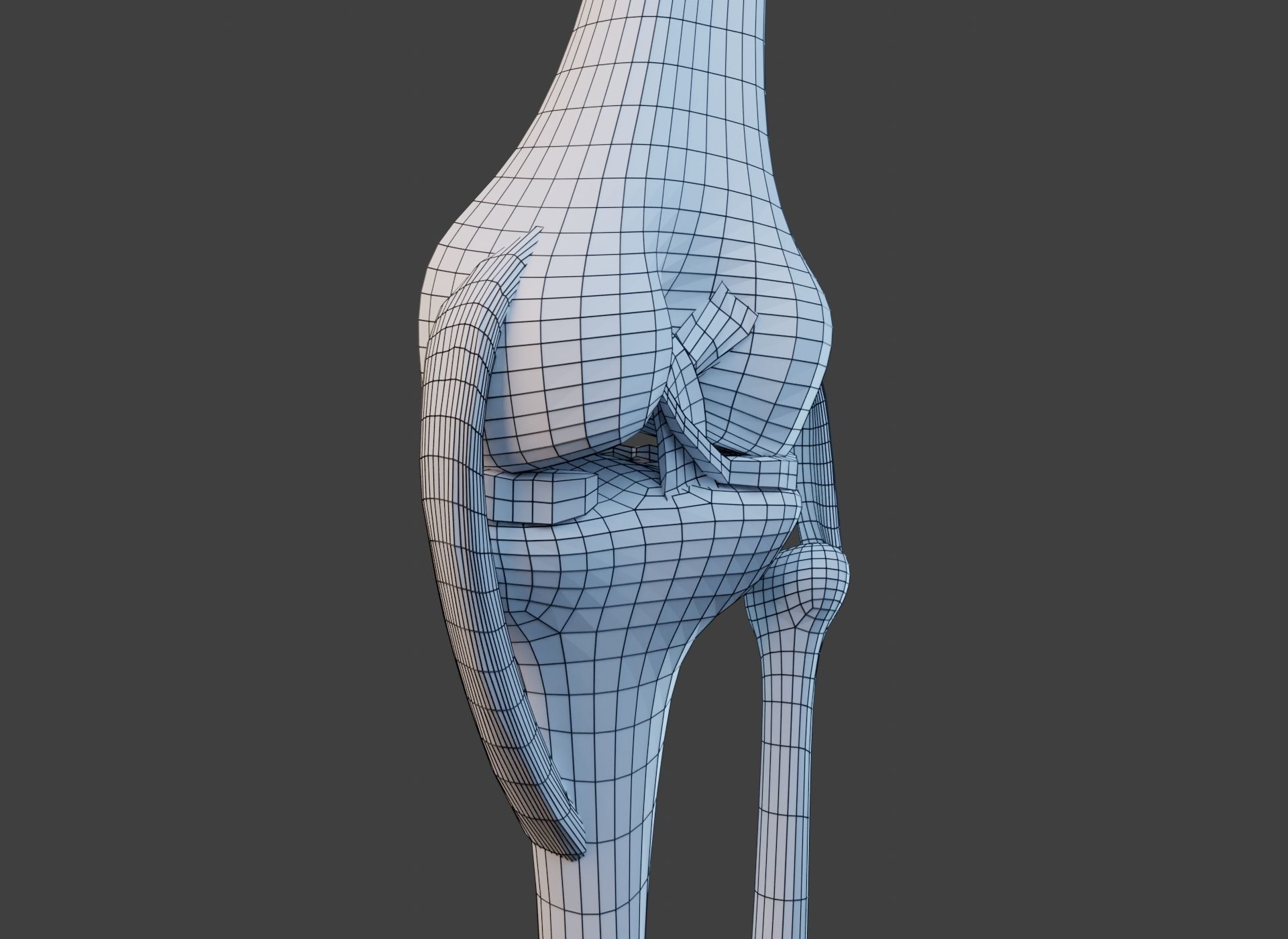 Knee Joint Ligaments Low-poly 3D model_24
