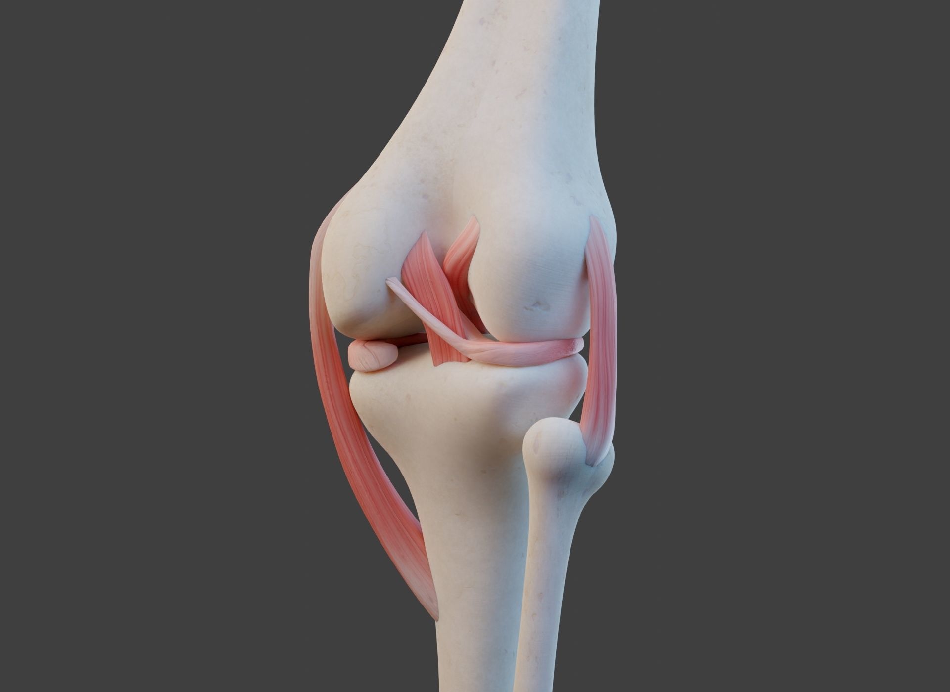 Knee Joint Ligaments Low-poly 3D model_7
