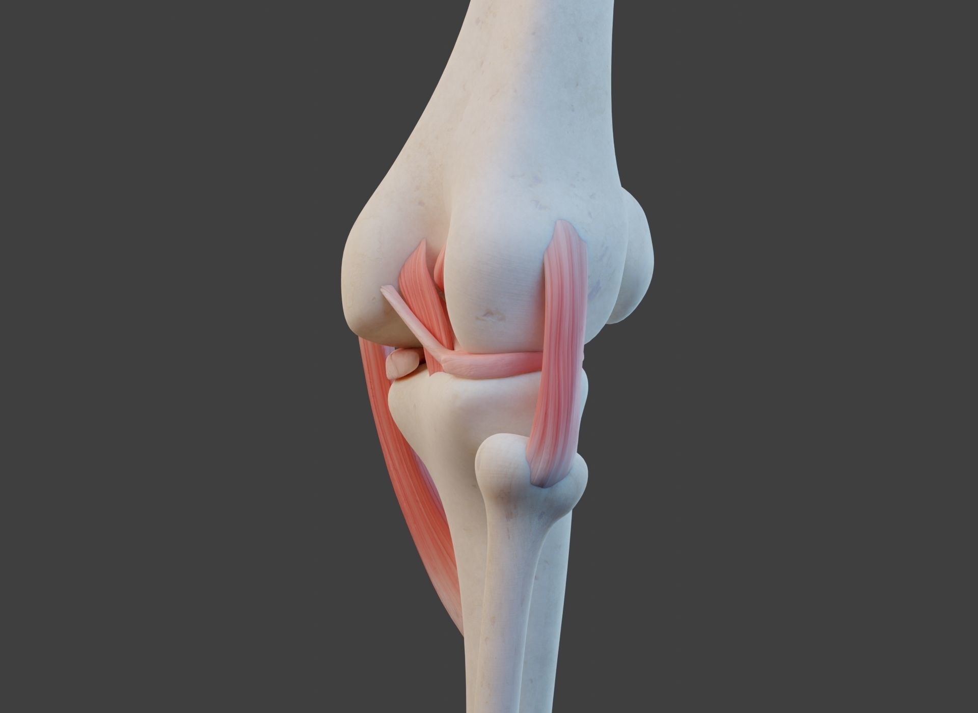 Knee Joint Ligaments Low-poly 3D model_6