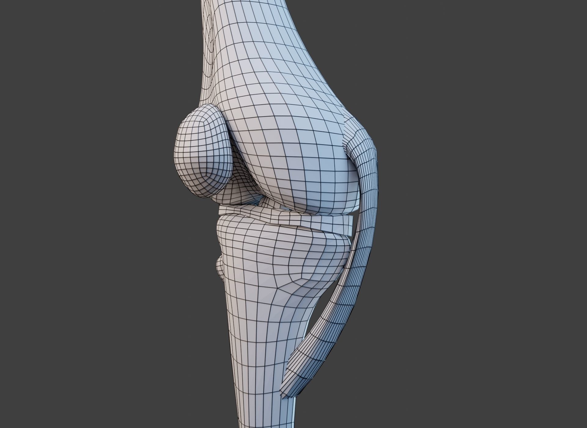 Knee Joint Ligaments Low-poly 3D model_28