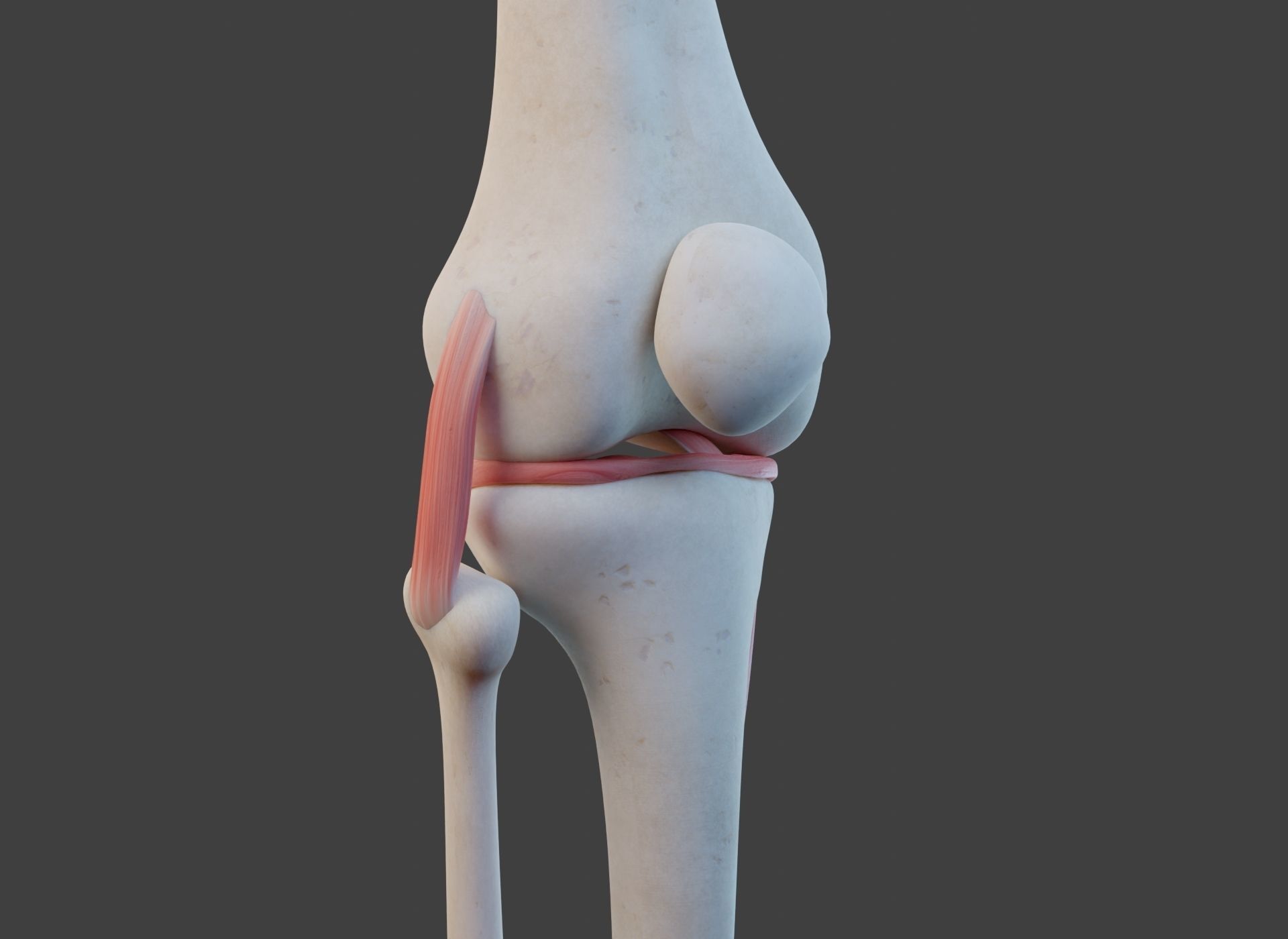 Knee Joint Ligaments Low-poly 3D model_3