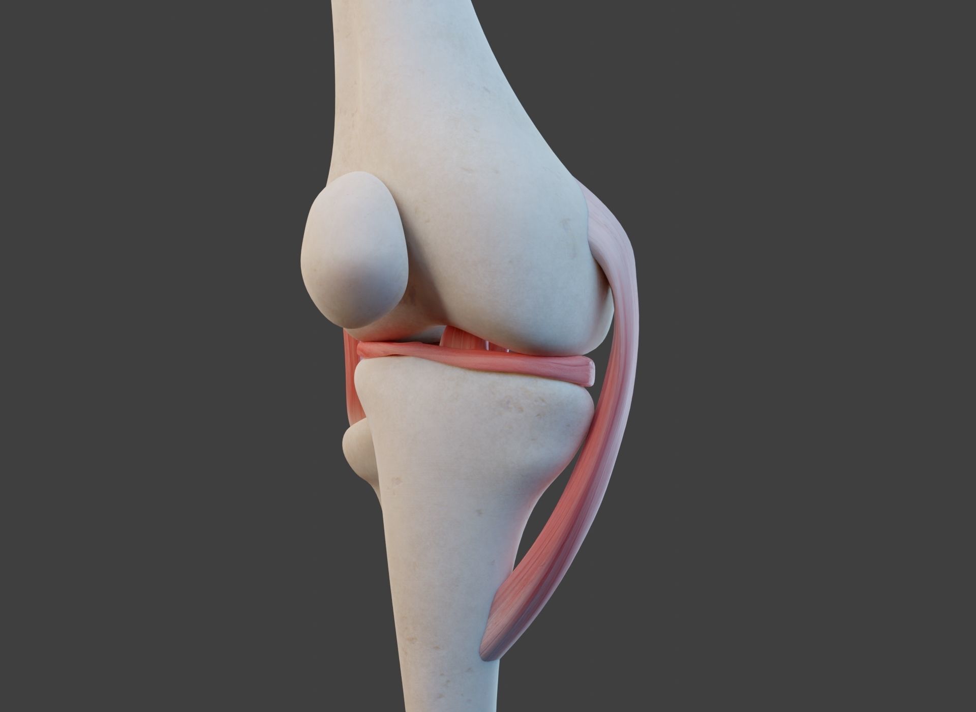 Knee Joint Ligaments Low-poly 3D model_14