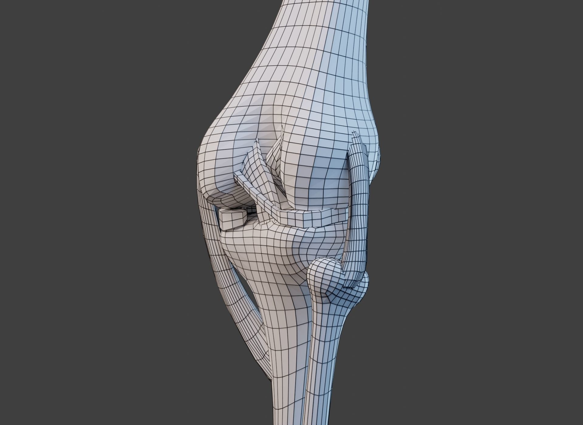 Knee Joint Ligaments Low-poly 3D model_21