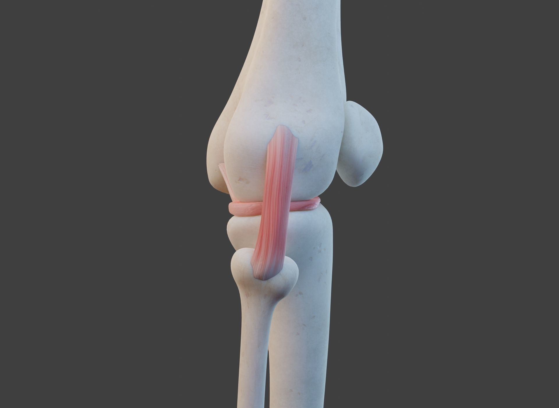 Knee Joint Ligaments Low-poly 3D model_5