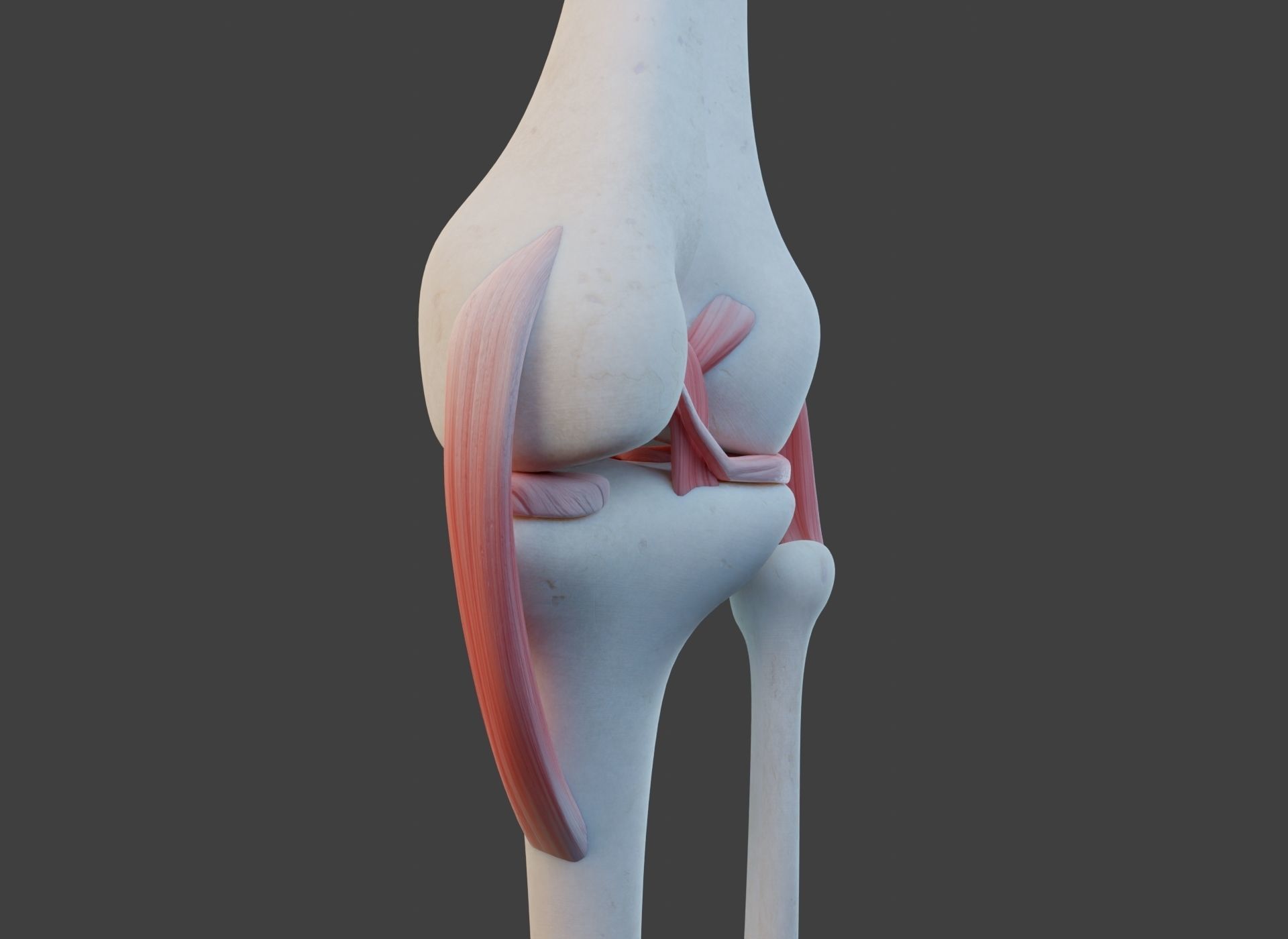 Knee Joint Ligaments Low-poly 3D model_10