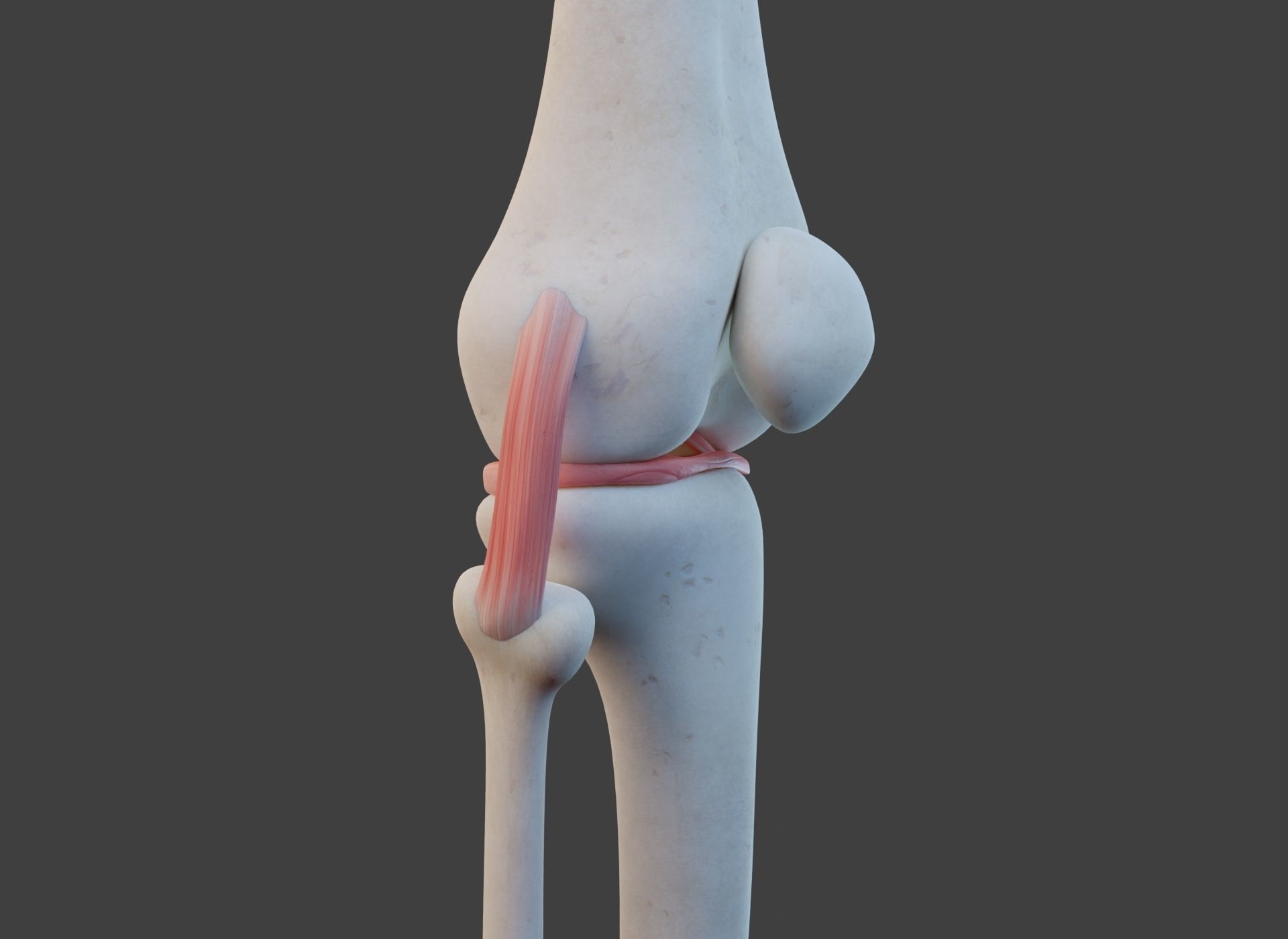Knee Joint Ligaments Low-poly 3D model_4