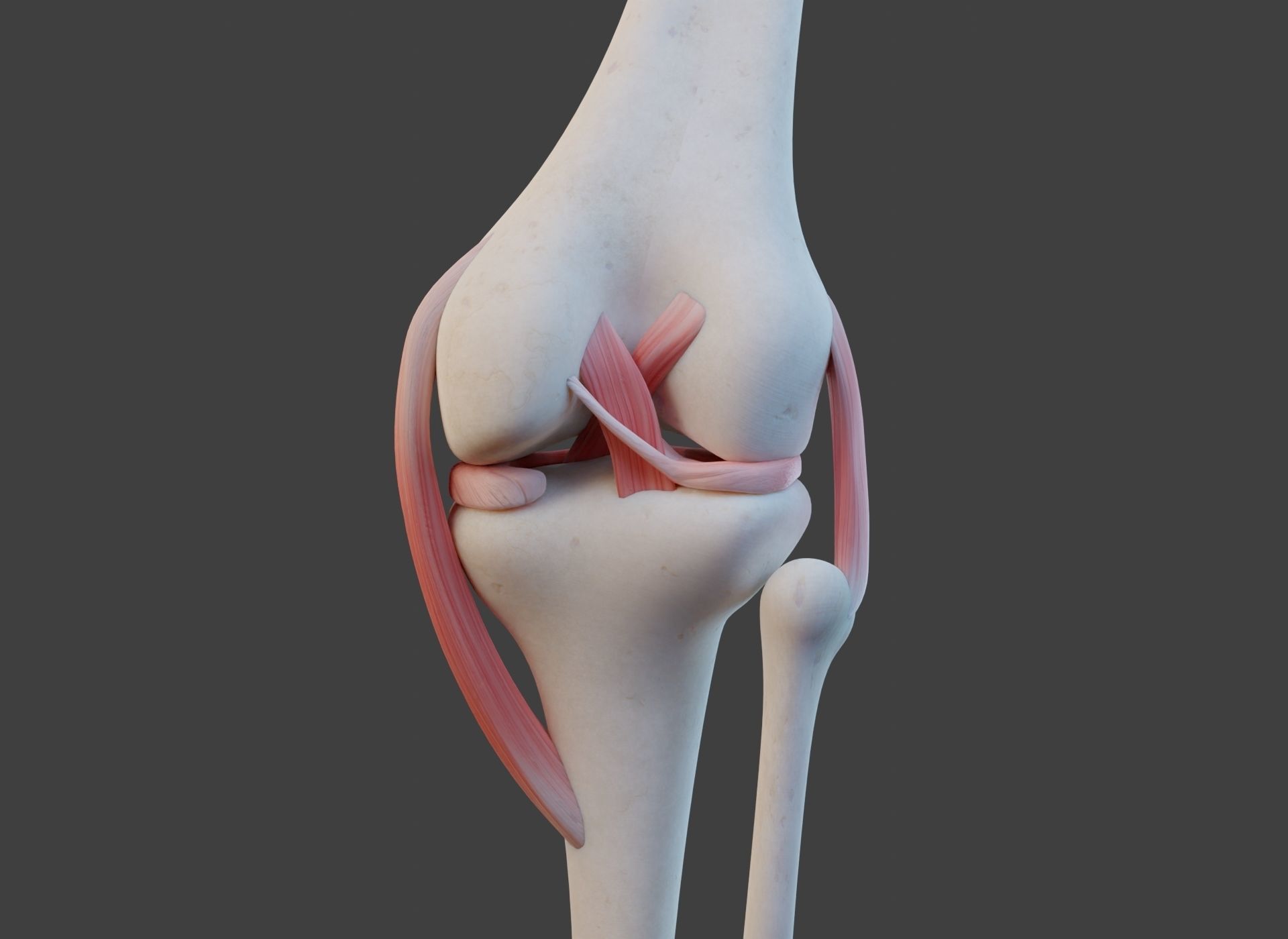 Knee Joint Ligaments Low-poly 3D model_8
