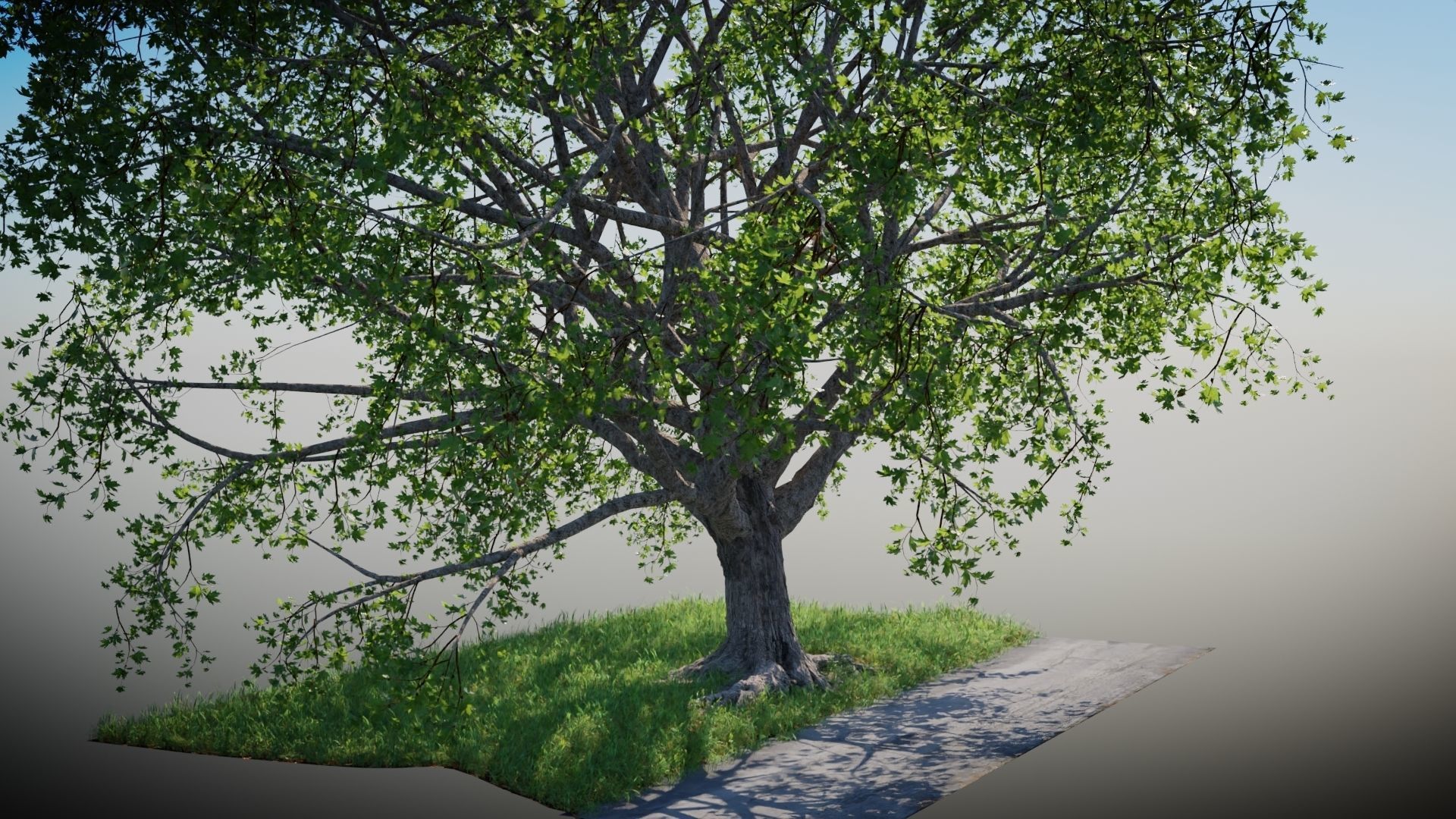 Tree on the Road - Complete tree package with particles 3D model_10