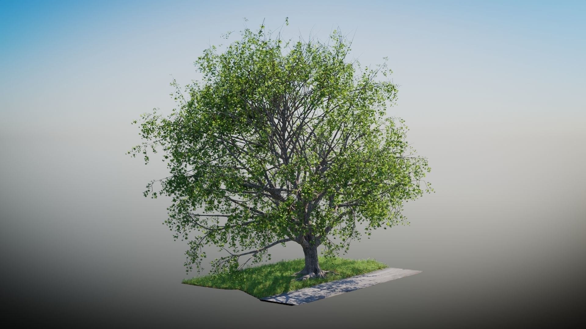 Tree on the Road - Complete tree package with particles 3D model_11