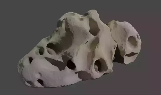 Coral stone  Free low-poly 3D model