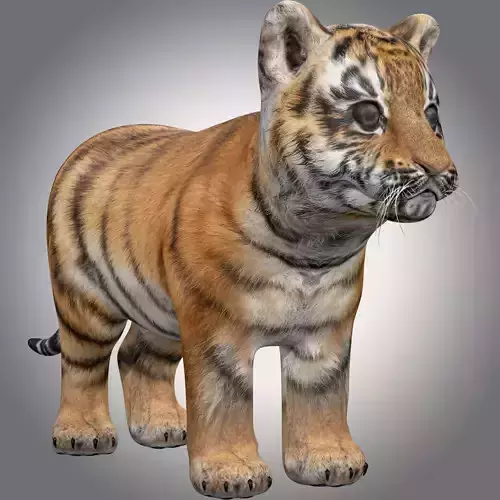 Baby Tiger Cub Rig